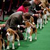 Linsanity Paused: Puppies Take Over Madison Square For Westminster Dog Show